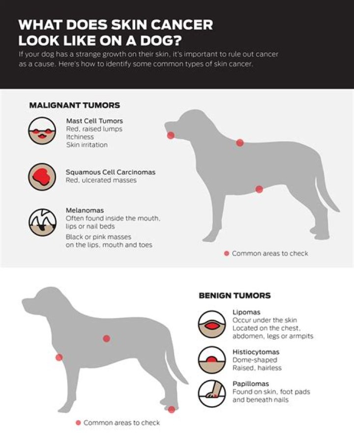 Cancerous Skin Tags in Dogs: Causes, Symptoms, and Treatment Options