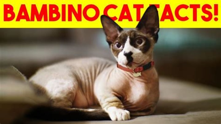 Everything You Need to Know About the Bambino Cat Breed