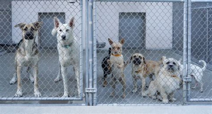 Front Street Animal Shelter: A Beacon of Hope for Animals in Need