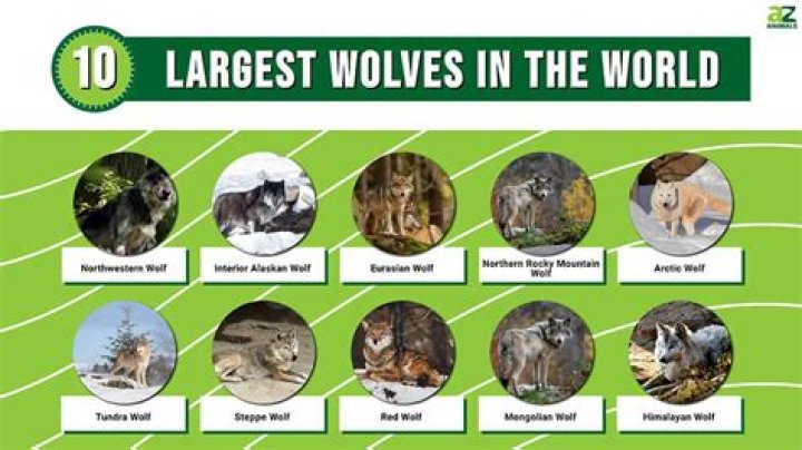 The Largest Wolf on Record: Discovering the Giants of the Canine World