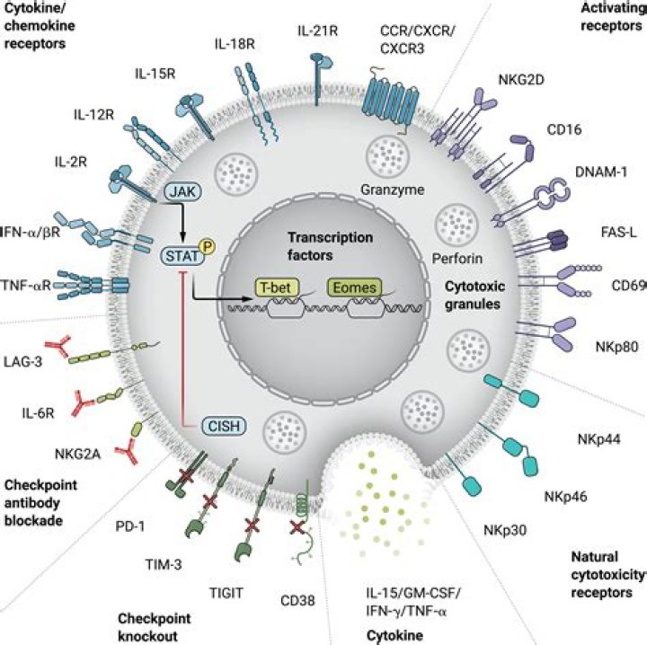 Unveiling the World of Desinetcom: A New Era in Digital Connectivity