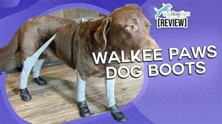 Walkee Paws Net Worth: A Financial Overview of the Canine Footwear Giant